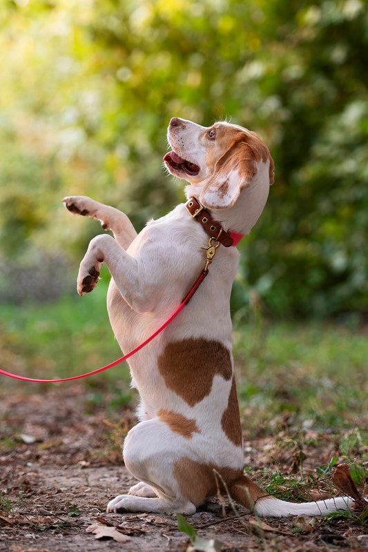 Set collare e guinzaglio per cani in Cuoio e Biothane® linea Combo - personalizzabile - Frido