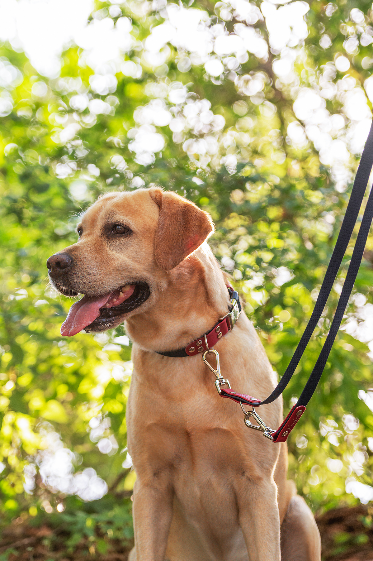 Guinzaglio per Cani Linea Pop regolabile - Frido