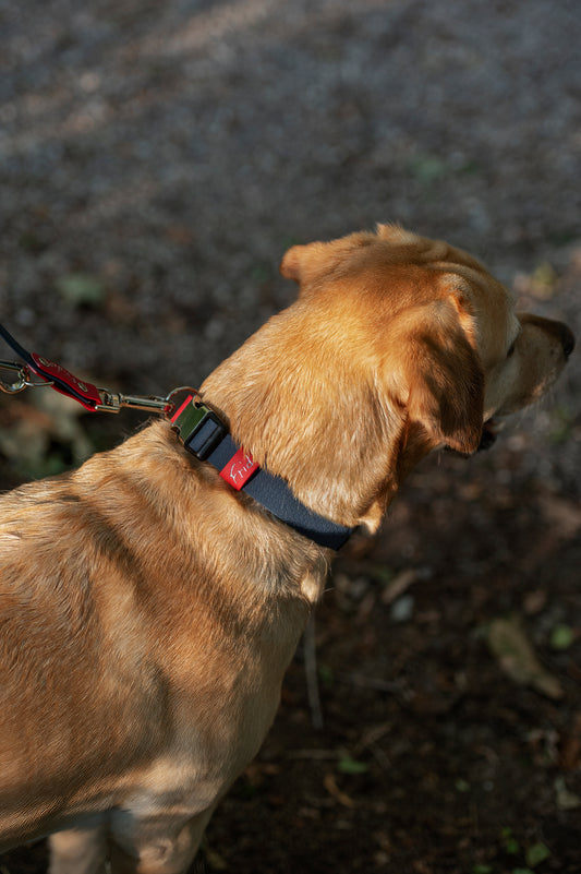 Collare per Cani con clip Linea Pop - Frido