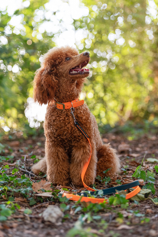 Guinzaglio per cani in Biothane® Linea Duo - personalizzabile - Frido