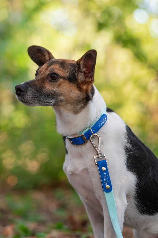 Collare per Cani Linea Pop - Frido