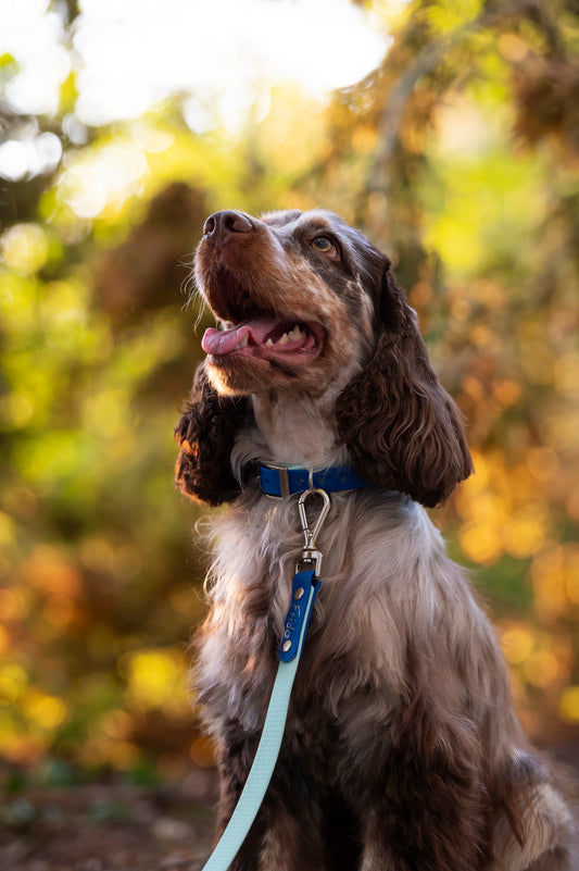 Guinzaglio per Cani Linea Pop con maniglia - Frido