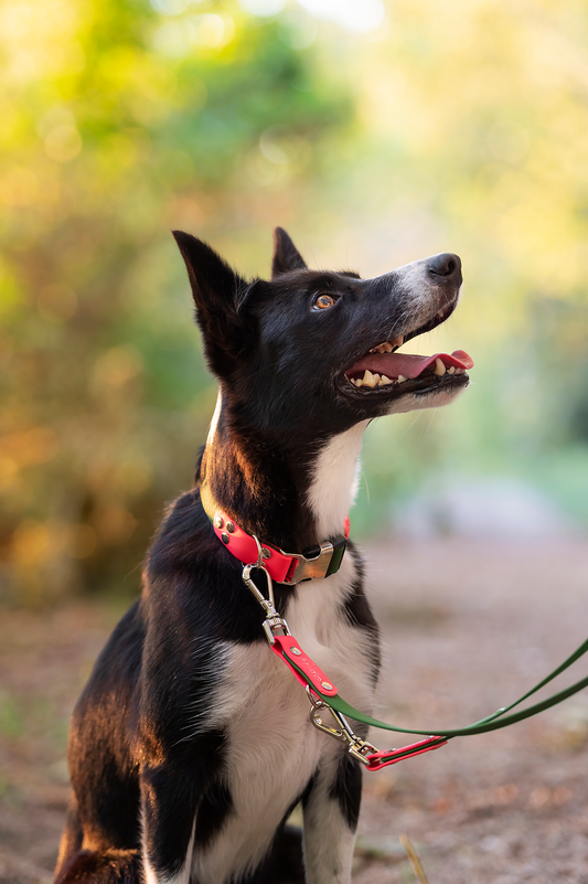 Guinzaglio per Cani Linea Pop regolabile - Frido