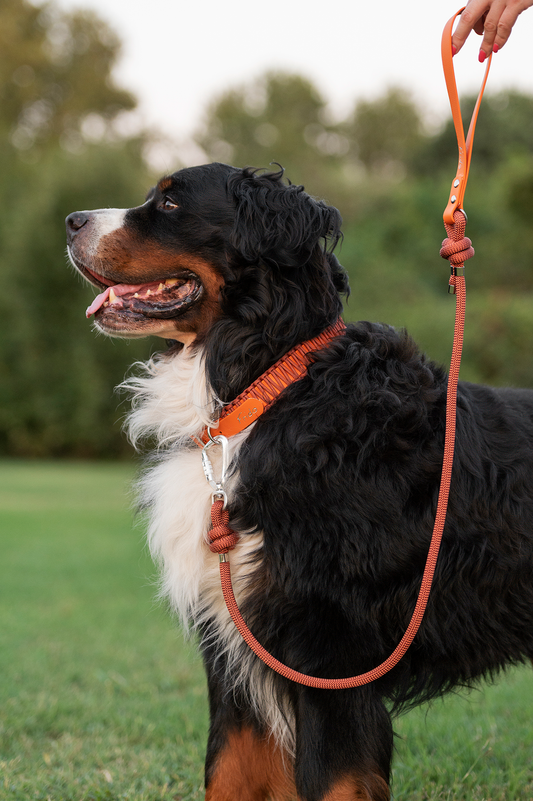 Guinzaglio per cani in Corda Premium 10mm Bronzo e maniglia in Biothane® Arancio Bruciato 19mm - Frido