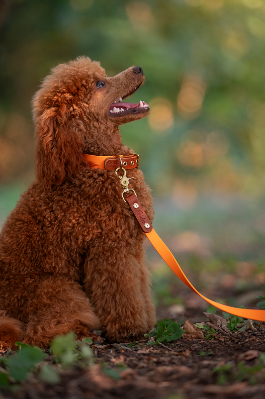 Guinzaglio per cani in Cuoio e Biothane® linea Combo - personalizzabile - Frido