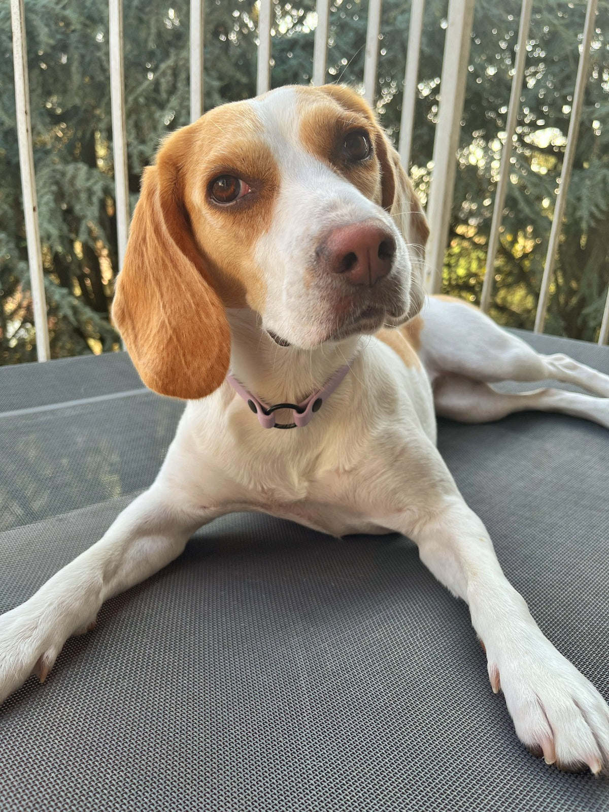 Collare porta medaglietta per cani in Biothane® - personalizzabile - Frido
