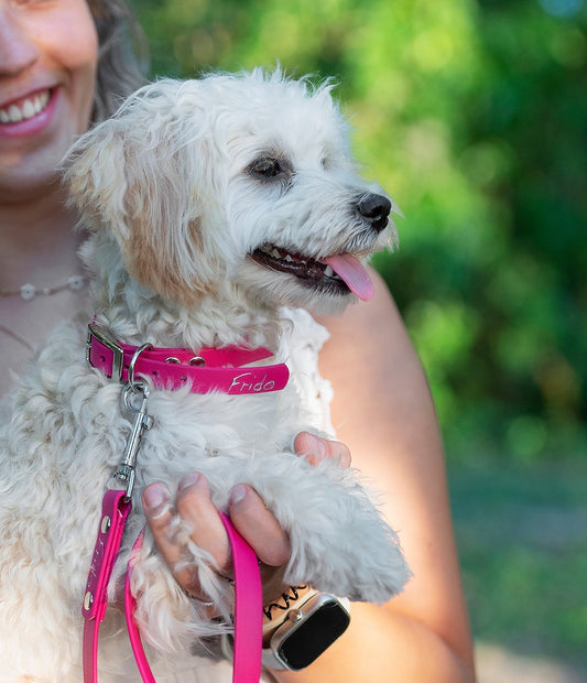 Quando iniziare a mettere il collare al cane? Guida completa per cuccioli e adulti