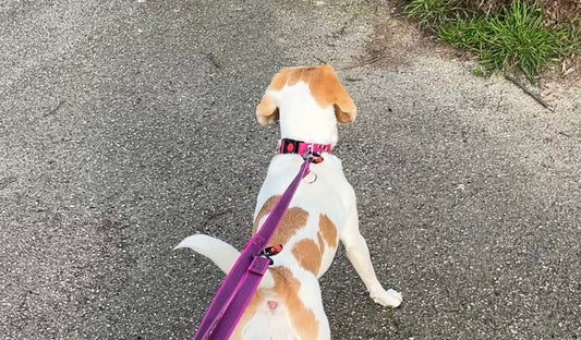 Come insegnare al cane a non tirare al guinzaglio