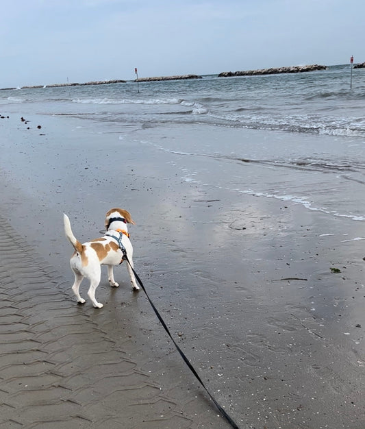 Cane sulla spiaggia in riva al mare con pettorina e lunghina per essere in sicurezza