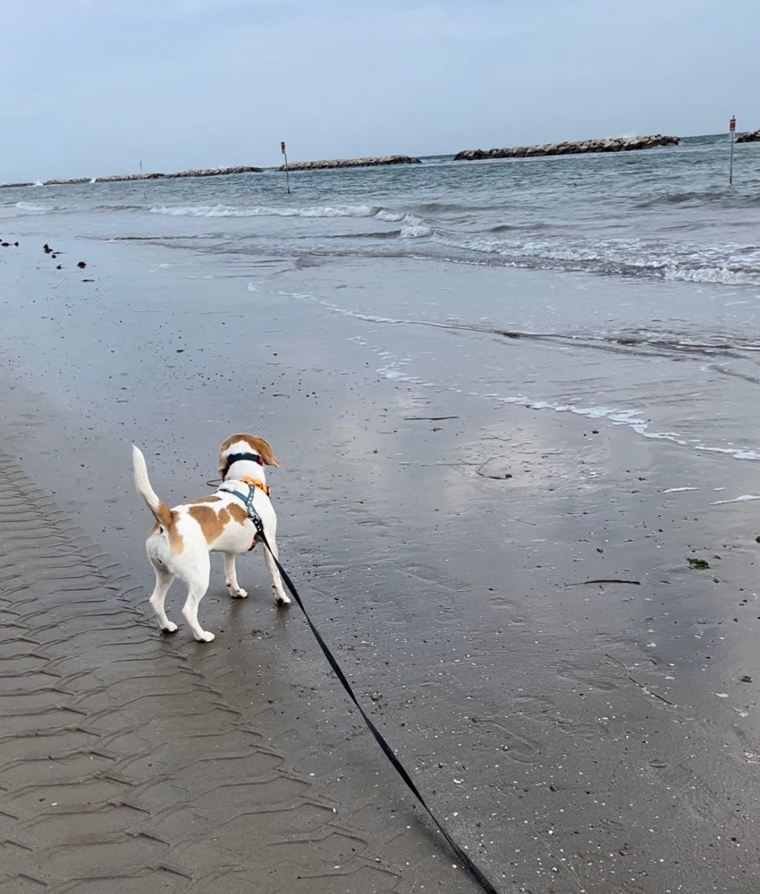Cane sulla spiaggia in riva al mare con pettorina e lunghina per essere in sicurezza