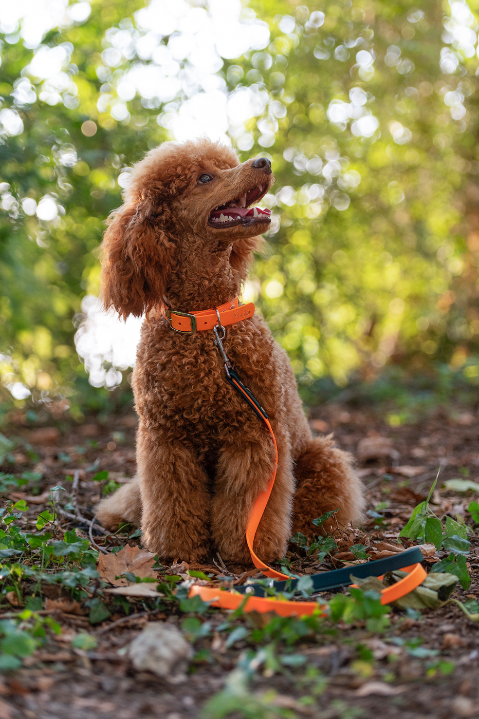 Cane con collare e guinzaglio personalizzati