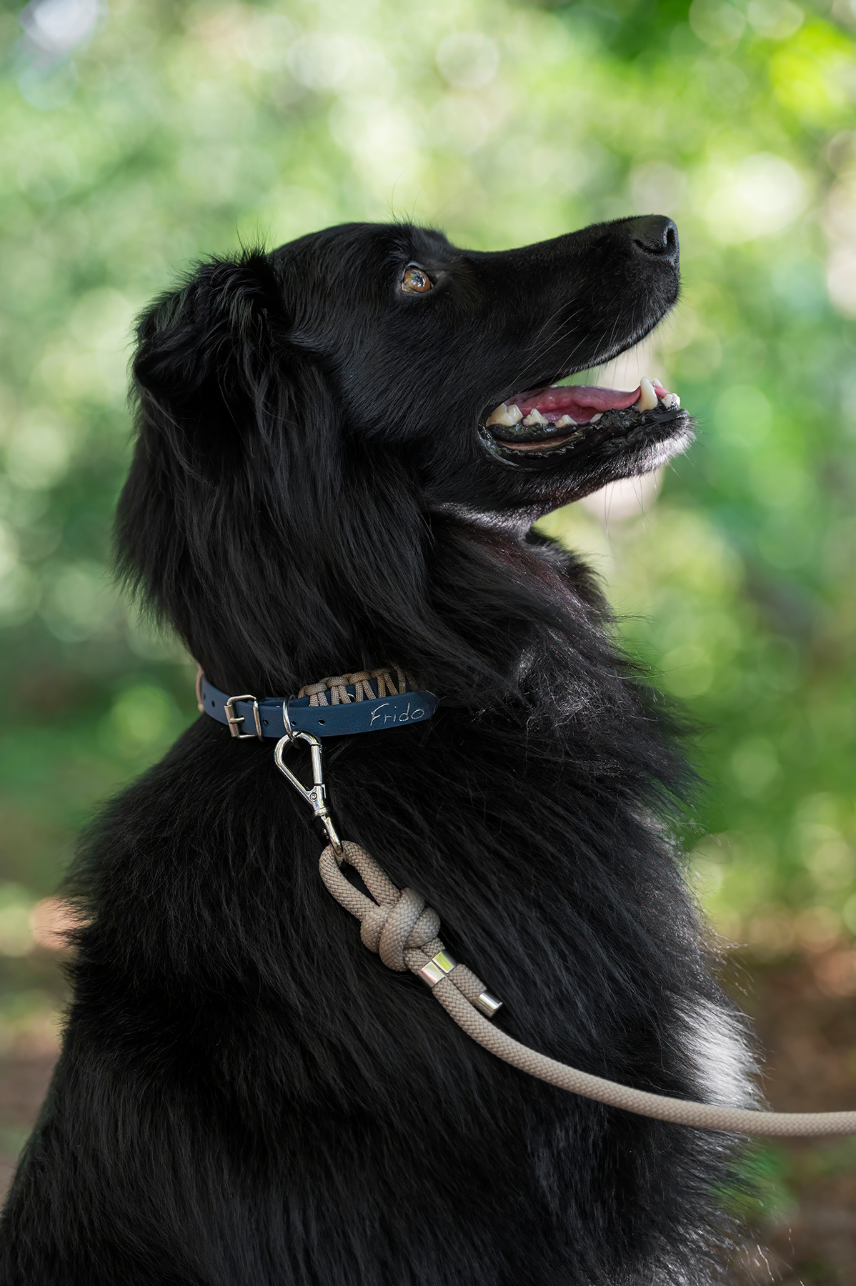 Collare per Cani - Linea Twist - Frido