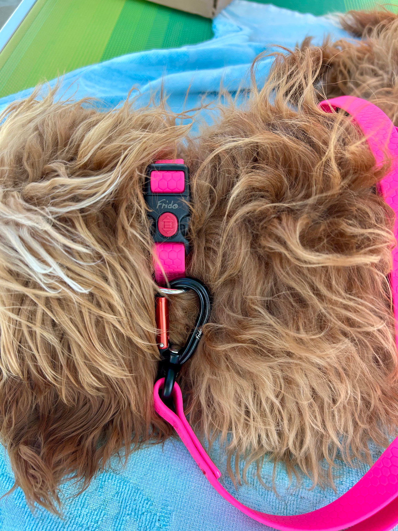 Guinzaglio per Cani Linea Zero - Frido